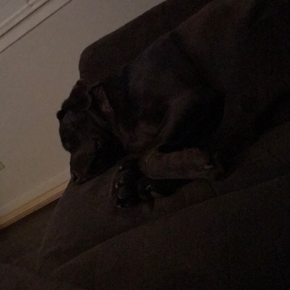 Meet your Posher, Joey - Picture 1 of 1